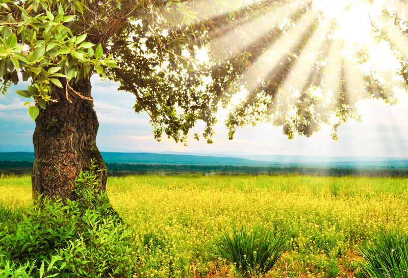 Tree in Yellow Field — Serene