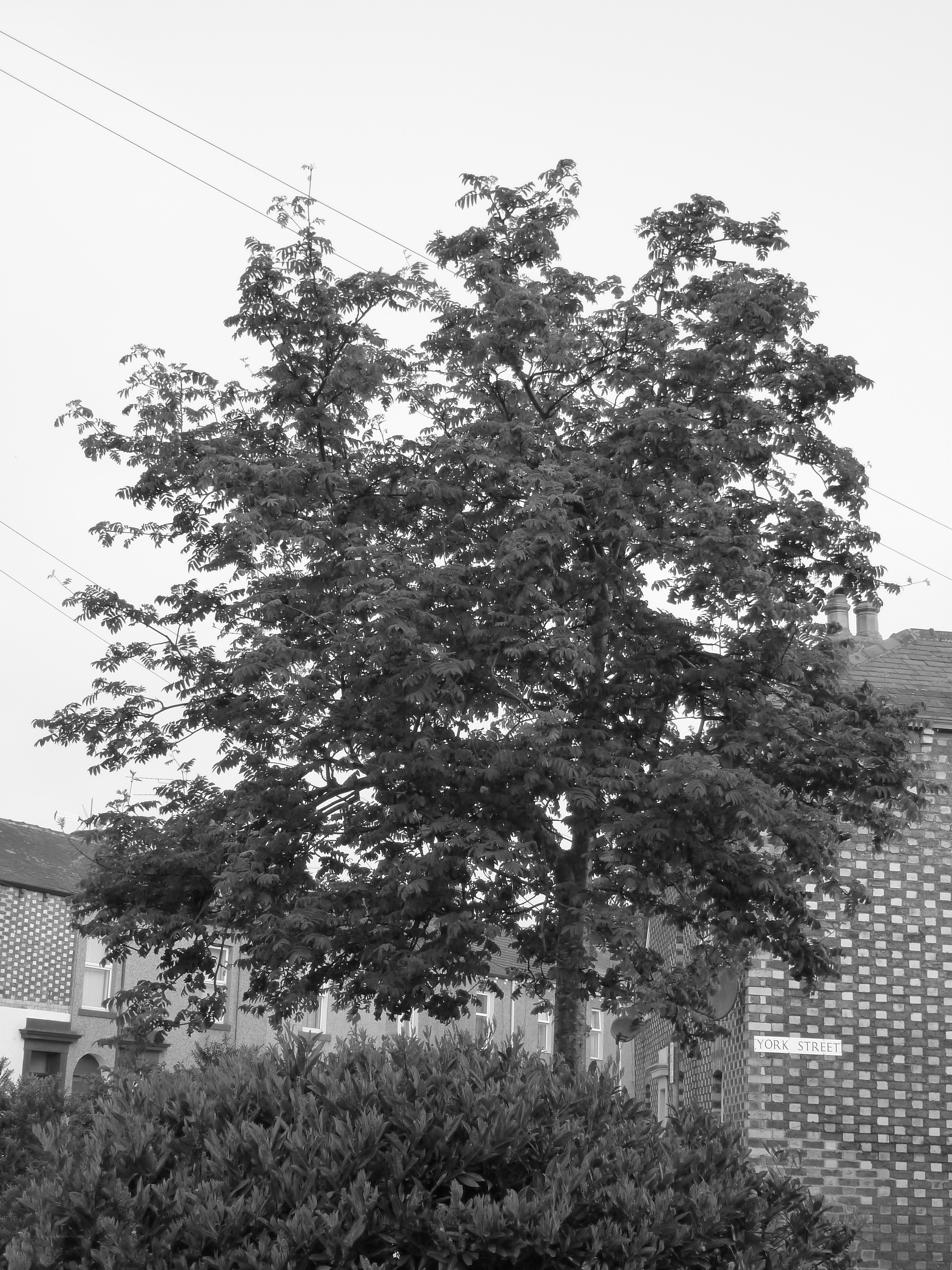 Tree in York Street