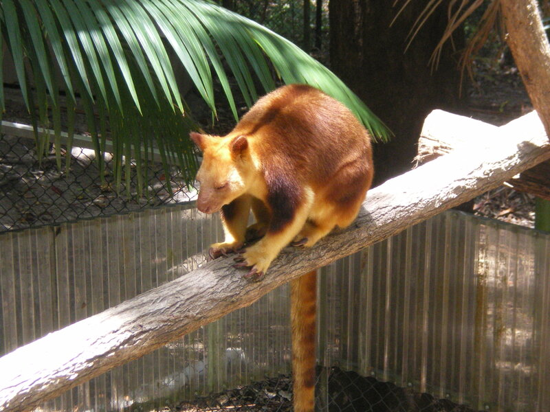 Tree Kangaroo on Branch