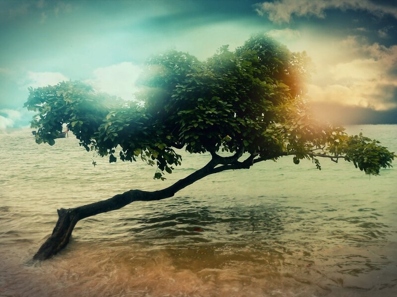 Tree Leaning over Water