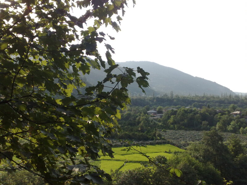 Tree leaves in front of a valley