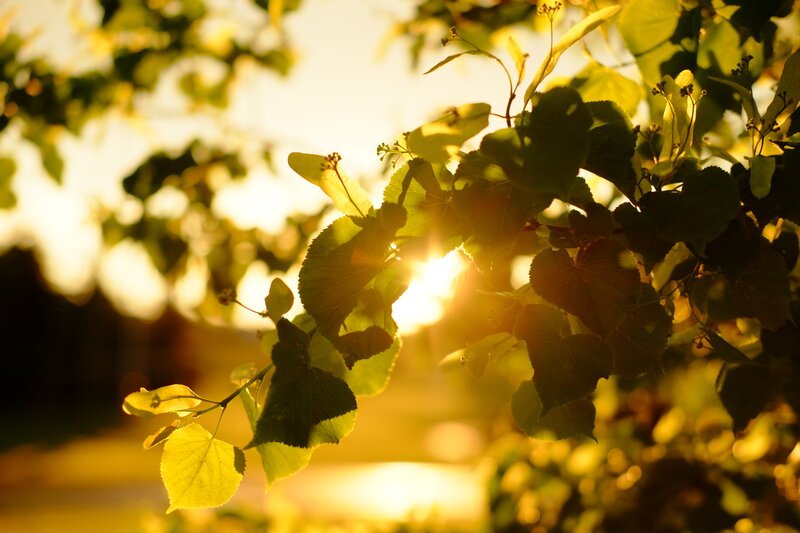Tree Leaves in Sunlight