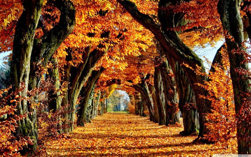 Tree-lined Autumn Path — Orange, Serene, Photograph, Leaves