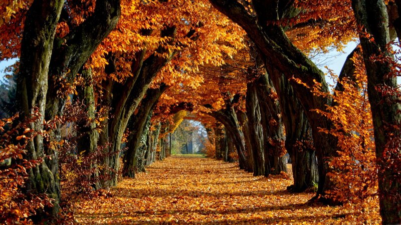 Tree-lined Autumn Path — Orange, Serene, Photograph, Leaves, Trees