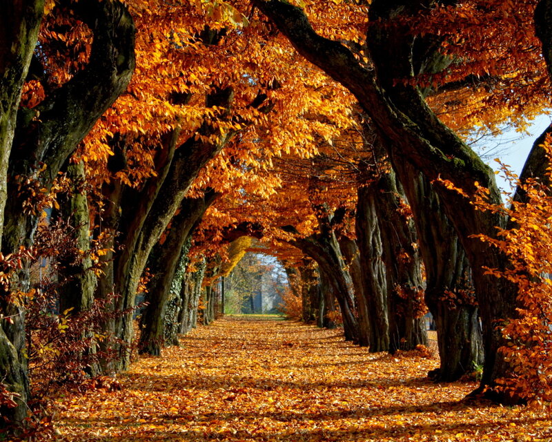 Tree-lined Autumn Path — Orange, Serene, Photograph