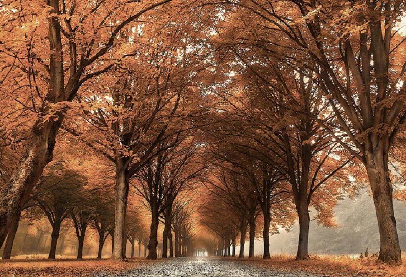Tree-lined Autumn Path — Orange
