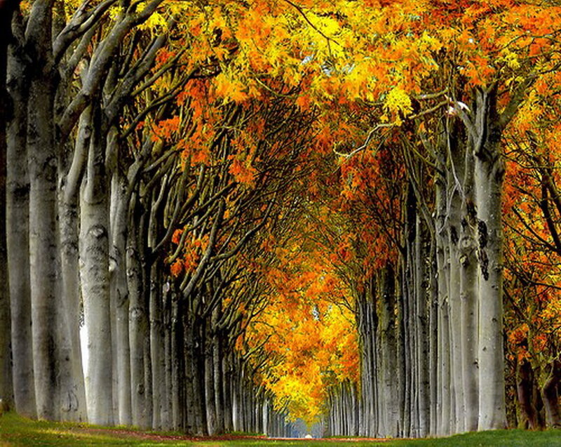 Tree-lined Autumn Path