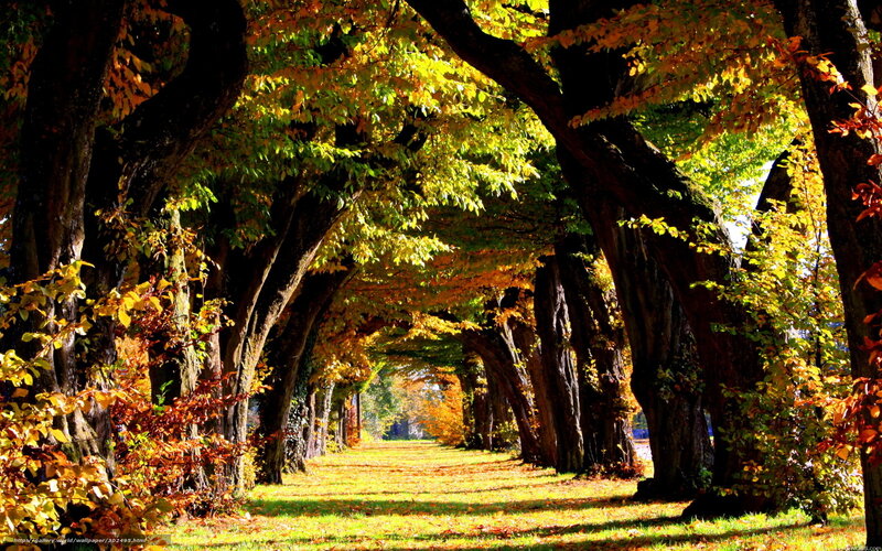 Tree-lined Autumn Path — Yellow, Serene