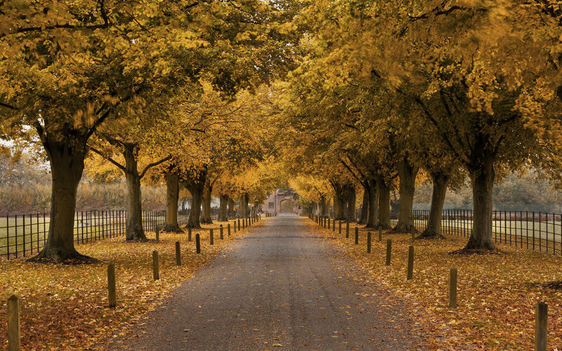 Tree-lined Autumn Path — Yellow
