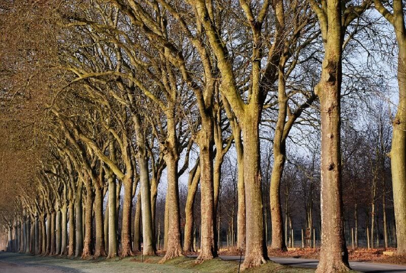 Tree-lined Avenue — Brown