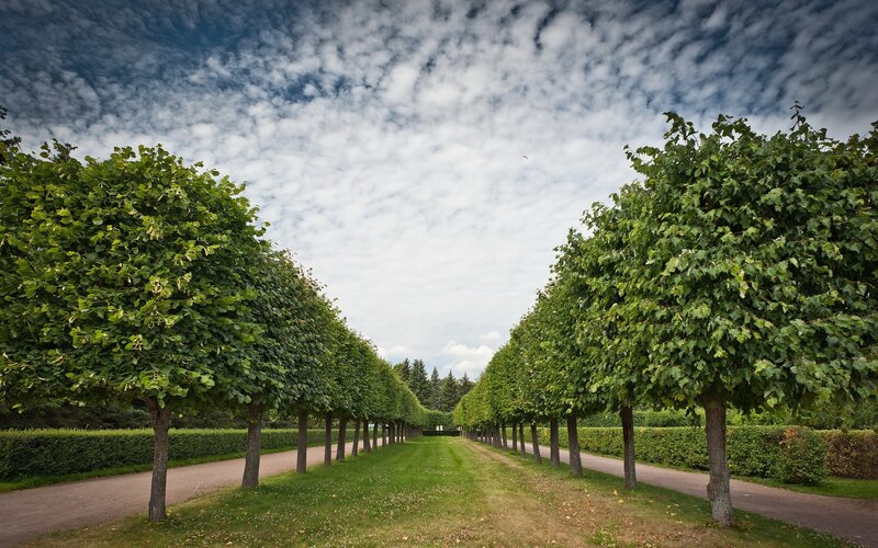 Tree-lined Avenue — Green, Serene, Afternoon