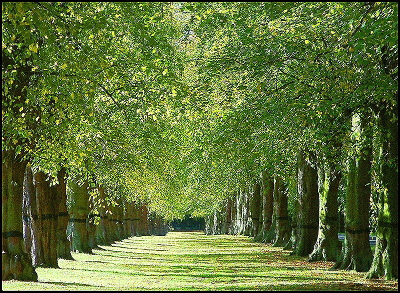 Tree-lined Avenue — Green