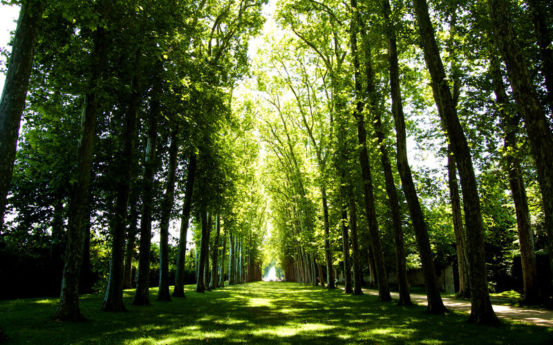 Tree-lined Avenue