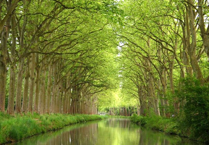 Tree-lined canal in spring