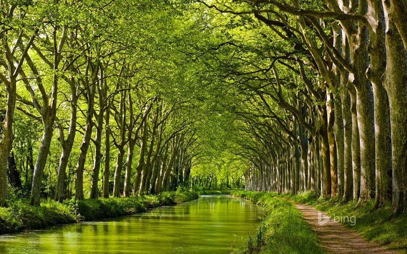 Tree-lined Canal