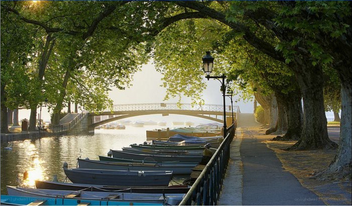 Tree-lined canal with boats