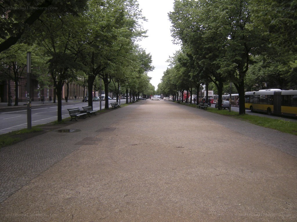 tree-lined city boulevard