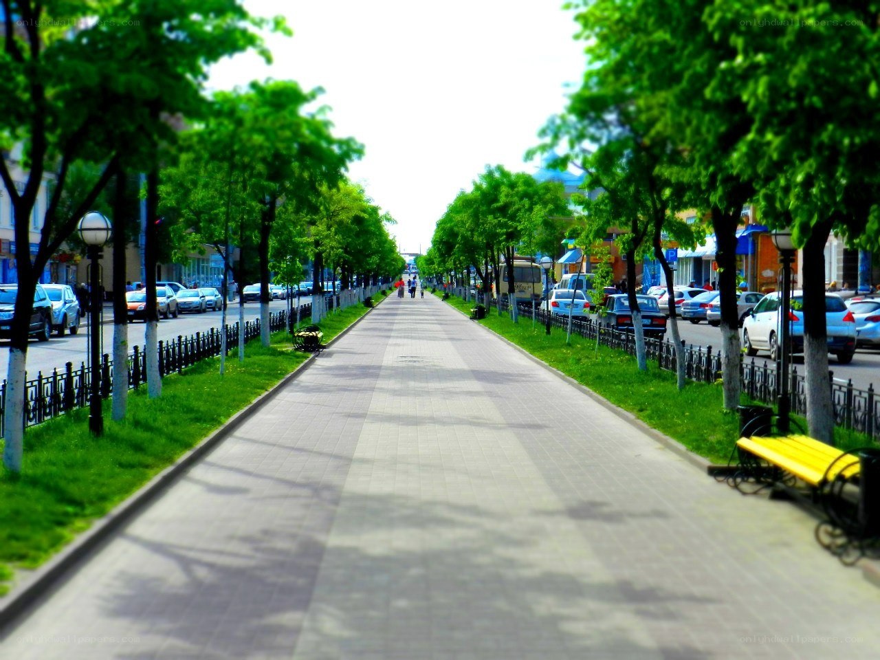 tree-lined city walkway