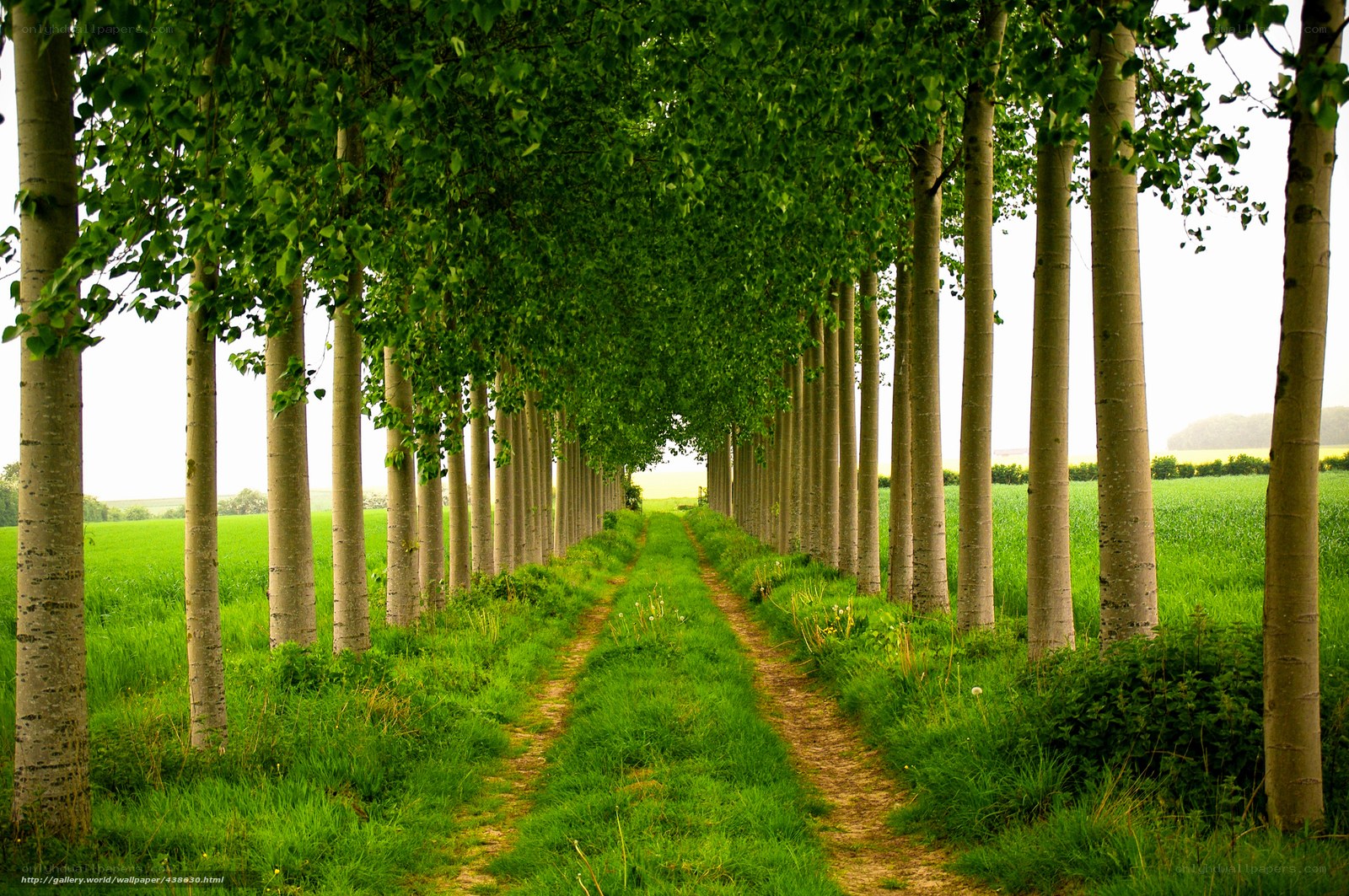 Tree-lined country path