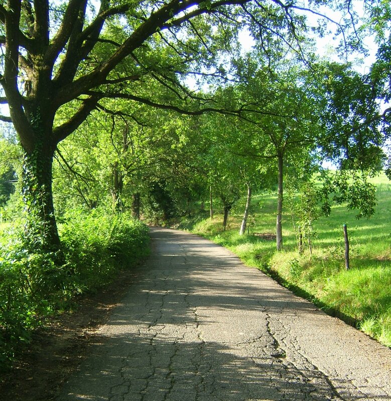 tree-lined country path