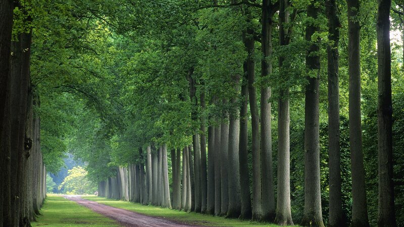 tree-lined country road