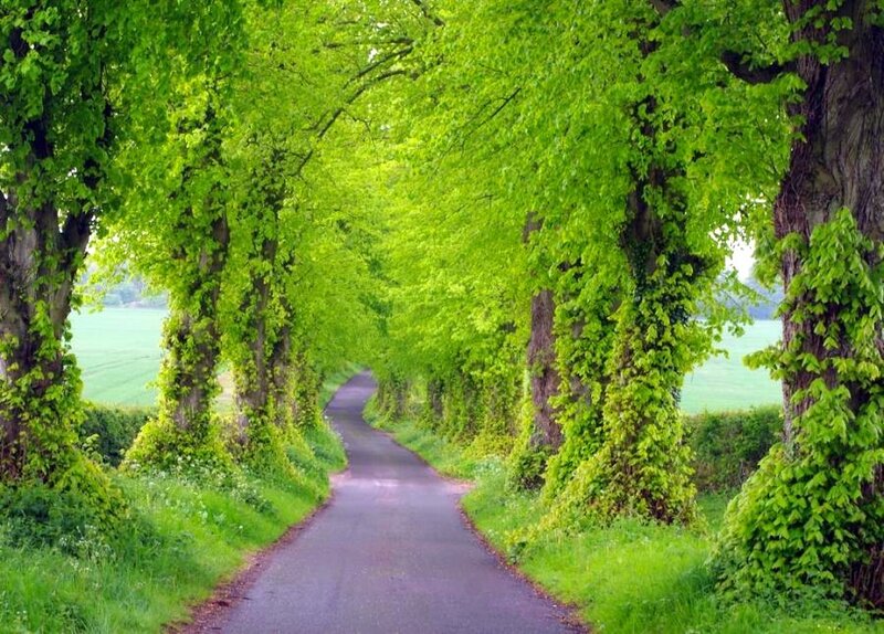 tree-lined country road
