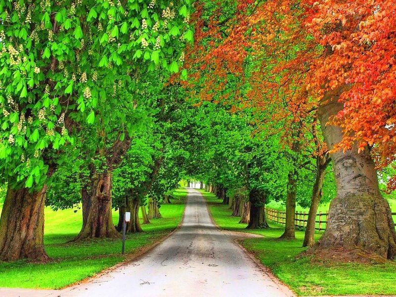 tree-lined country road