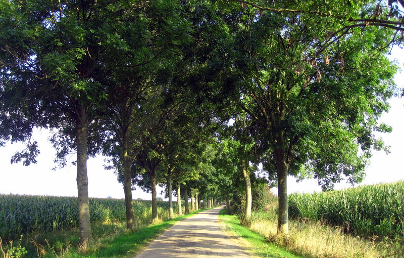 Tree-lined Country Road — Green, Serene