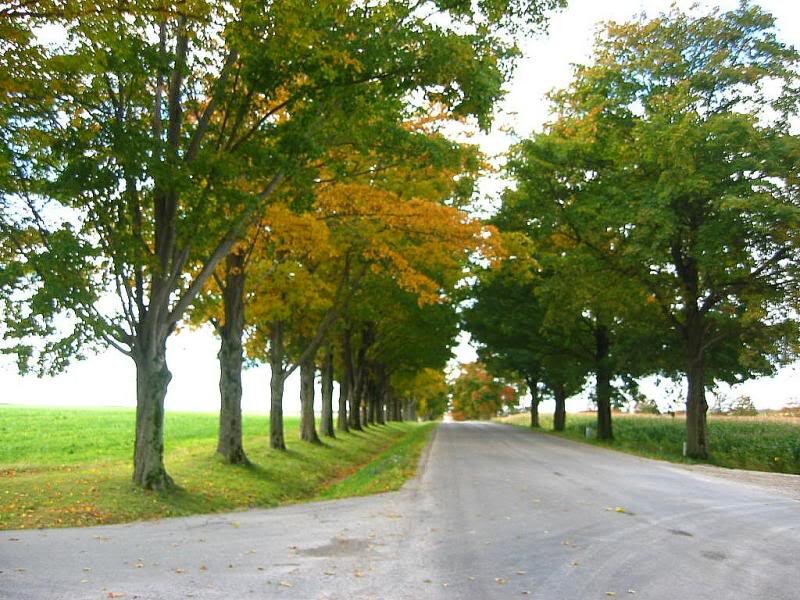 Tree-lined Country Road — Green