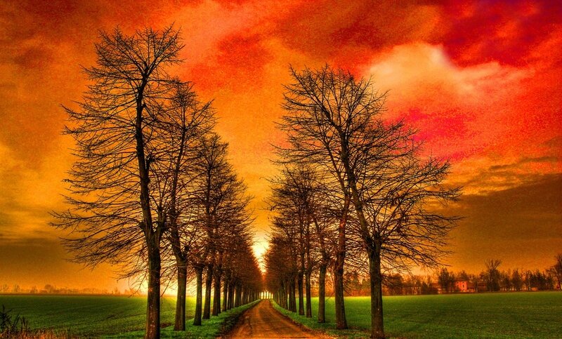 Tree-lined Country Road — Red