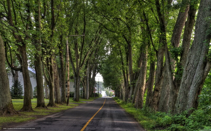 tree-lined country road