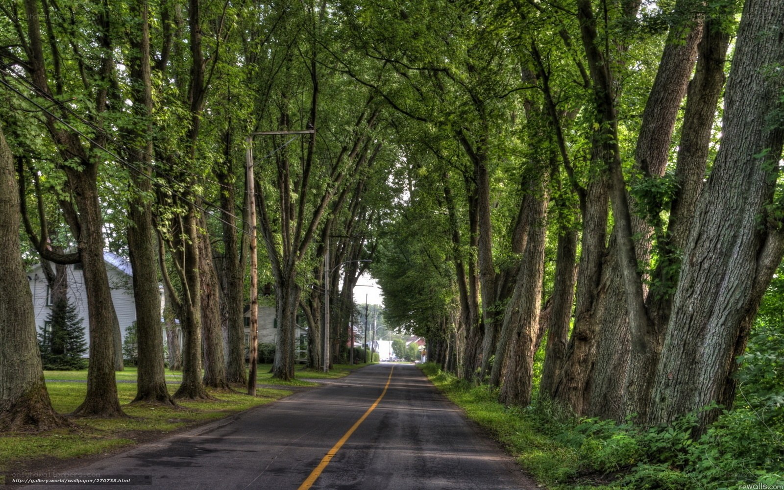 tree-lined country road