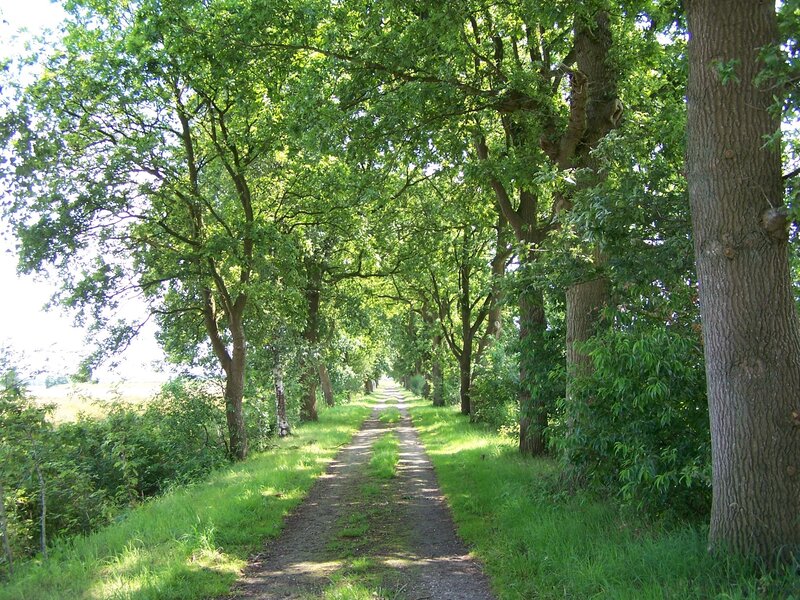tree-lined dirt path
