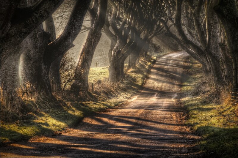Tree-lined Dirt Path — Brown