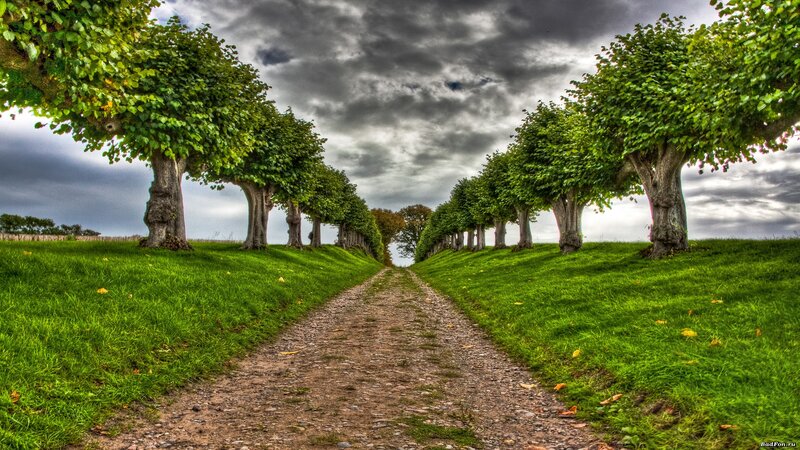 Tree-lined Dirt Path — Green, Dramatic, Afternoon
