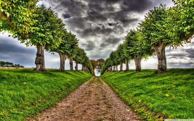 Tree-lined Dirt Path — Green, Dramatic