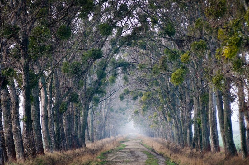 Tree-lined Dirt Path — Green, Misty