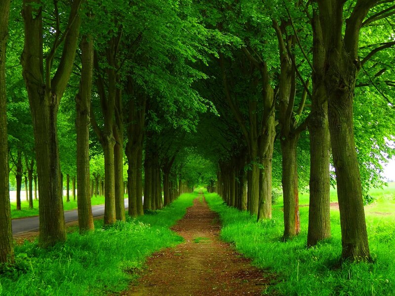 Tree-lined Dirt Path — Green, Serene, Afternoon, Photograph