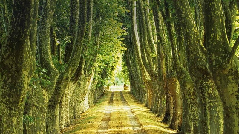 Tree-lined Dirt Path — Green, Serene, Afternoon, Photograph, Trees, Dirt Road, Sunlight