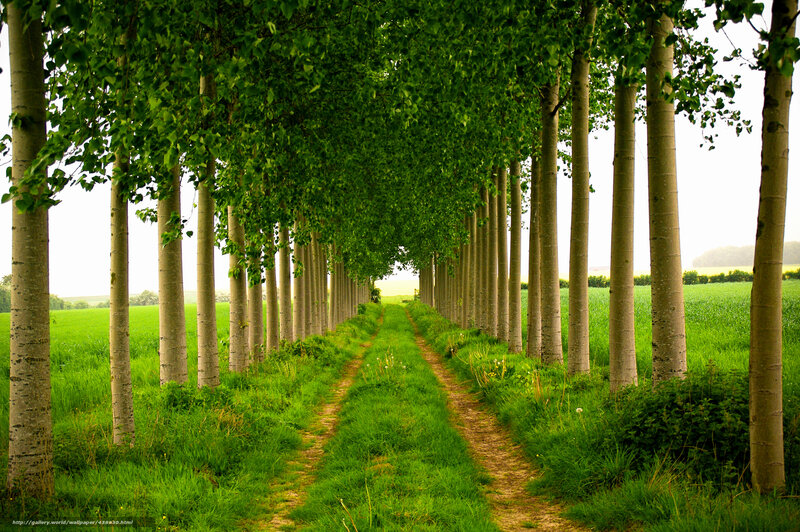 Tree-lined Dirt Path — Green, Serene, Afternoon, Photograph, Trees, Fields