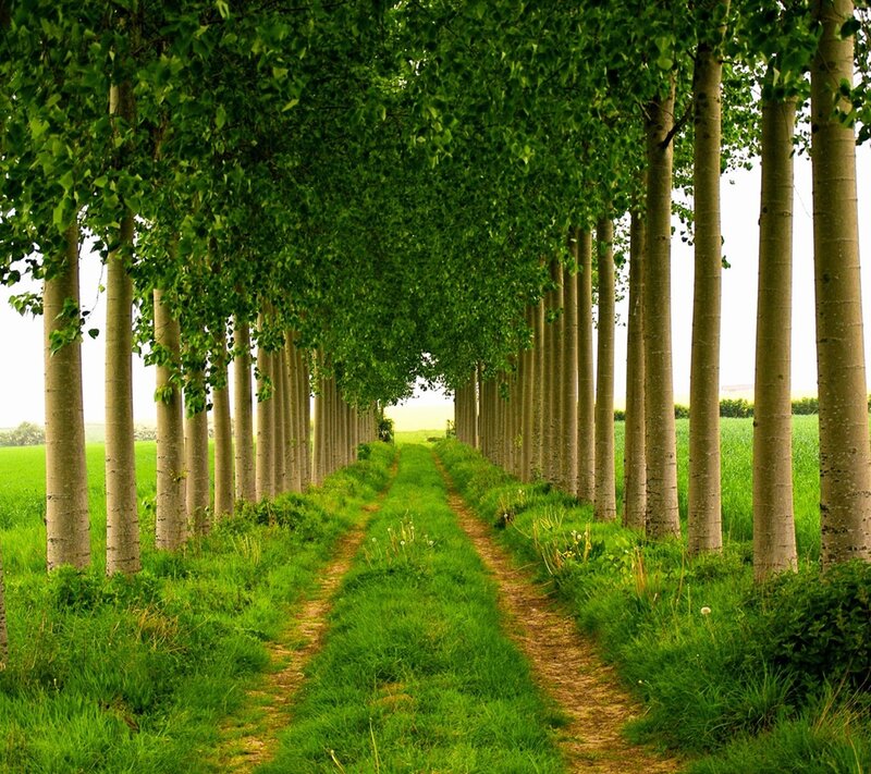 Tree-lined Dirt Path — Green, Serene, Afternoon, Photograph, Trees, Grass