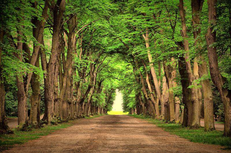 Tree-lined Dirt Path — Green, Serene, Afternoon, Photograph, Trees
