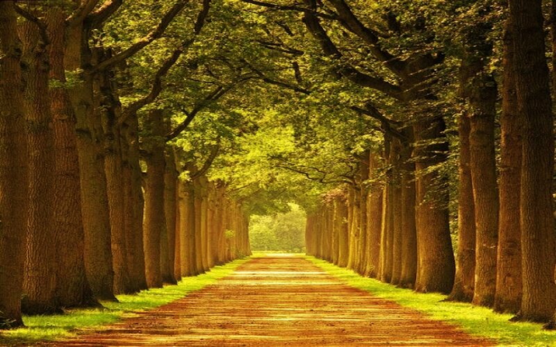 Tree-lined Dirt Path — Green, Serene, Afternoon