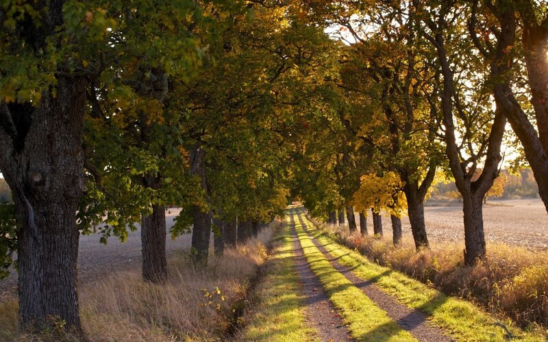 Tree-lined Dirt Path — Green, Serene, Autumn, Photograph