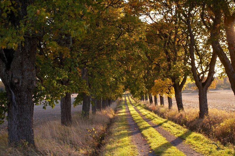 Tree-lined Dirt Path — Green, Serene, Autumn, Photograph, Trees
