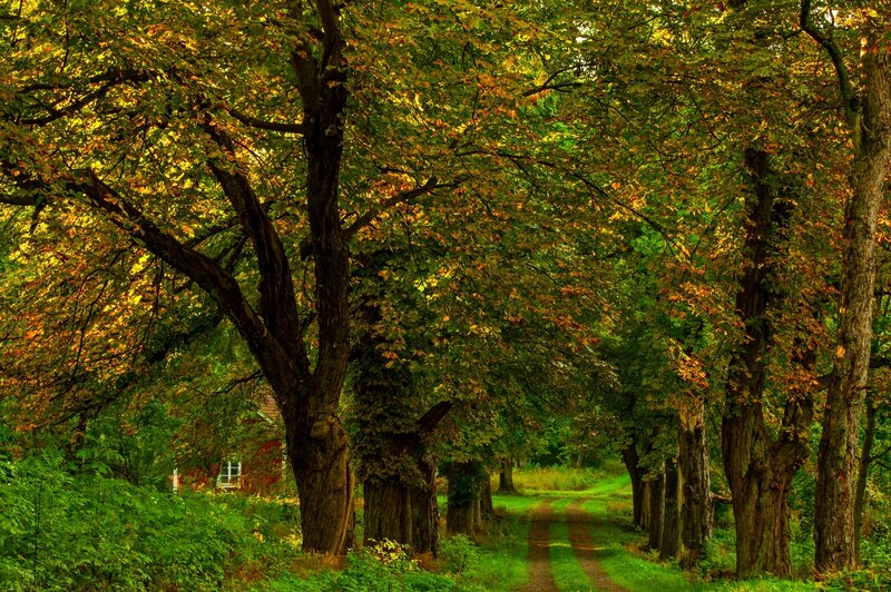 Tree-lined Dirt Path — Green, Serene, Autumn