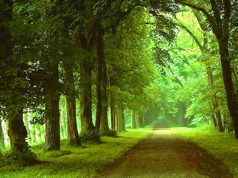 Tree-lined Dirt Path — Green, Serene, Morning, Photograph