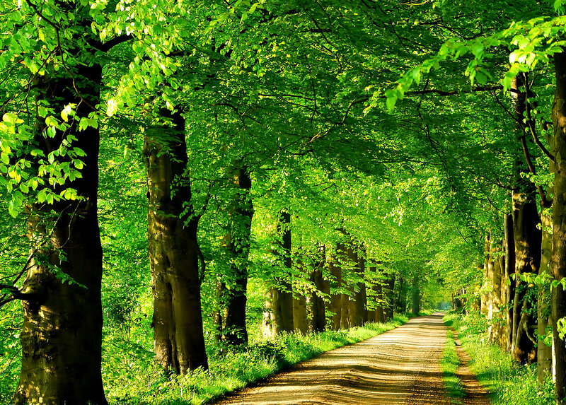 Tree-lined Dirt Path — Green, Serene, Morning, Photograph, Trees