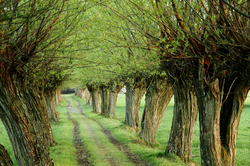 Tree-lined Dirt Path — Green, Serene, Morning