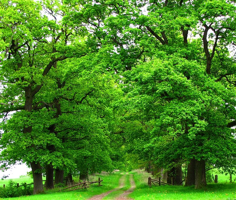 Tree-lined Dirt Path — Green, Serene, Summer